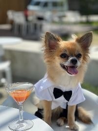 わんちゃんカクテル